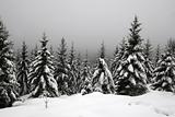 Snow in the german Harz mountains near Mt. Brocken