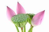 Lotus flowers and pods