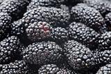 Blackberries background