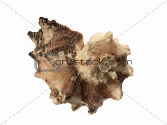 Conch isolated on white