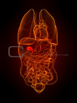 human gallbladder
