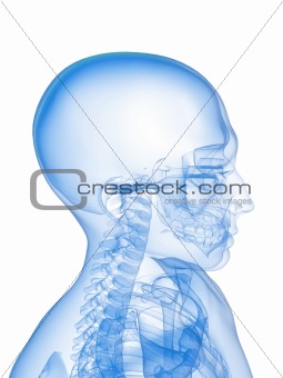 x-ray - human skull