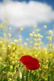 Red poppies and yellow field