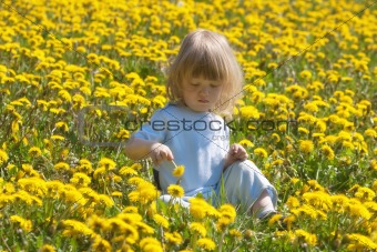 boy with long blond hair sitting in a dandelion field