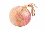 single onion