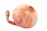single onion