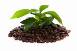 growing coffee plant
