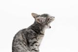 Yawning tabby-cat 