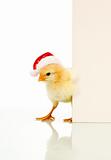 Is it Easter already - confused christmas chicken