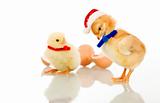 Christmas party chicks - isolated
