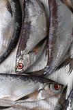 Sabrefish (Pelecus cultratus)