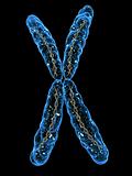 x - chromosome