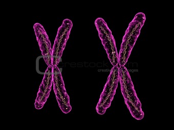 x x- chromosome