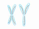 x y- chromosome