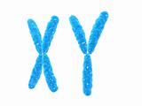 x y- chromosome