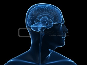 human brain parts