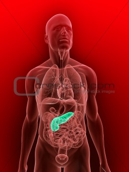 human pancreas