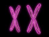 x x- chromosome