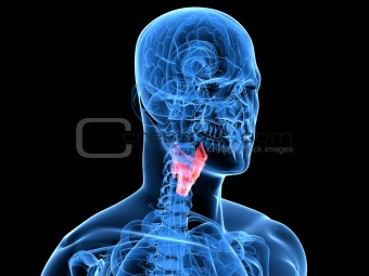 human larynx