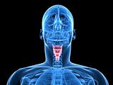 human larynx