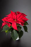 isolated red poinsettia