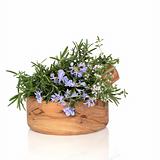 Rosemary and Thyme Herbs