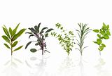 Herb Leaf Selection