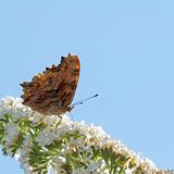 Butterfly and white Buddleja