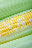 Corn Closeup