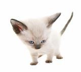 Funny Siamese Kitten