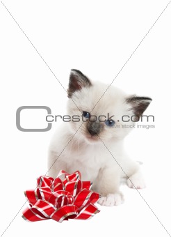 Siamese Kitten With Bow