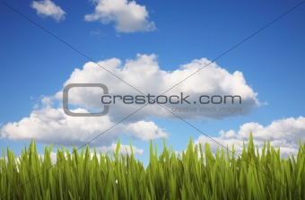 Grass and Cloudy Sky