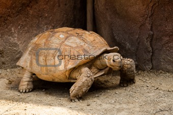 Big turtle in a zoo