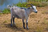 she-goat 