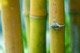 Zen bamboo.