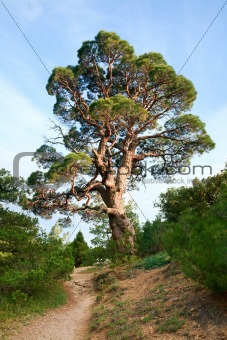 big pine tree on sky background