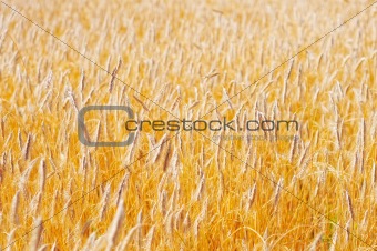 Cereal crop 