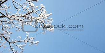 snow on tree branches