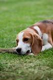 Cute beagle puppy is playing with a stick