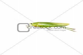 Green Grasshopper isolated on white.