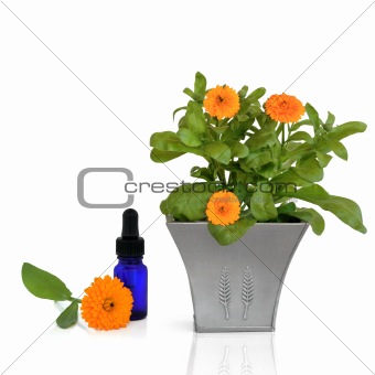 Marigold Essence and Flowers
