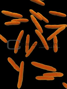 acetobacter
