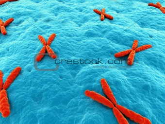 x - chromosome