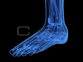 x-ray foot