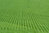 Rows of grass