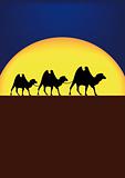 camels in night