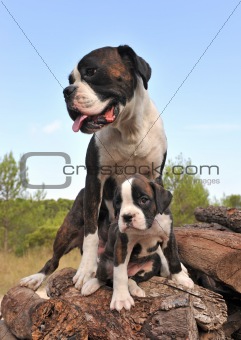 mother and puppy boxer