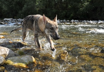 wolf in a river