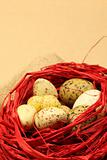 Quail Easter eggs in a red nest