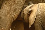 Elephant calf suckling